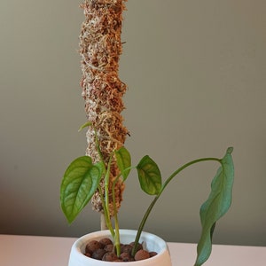 Handmade Bamboo Plant Support With Dried Moss or Coconut Husk(Coir)