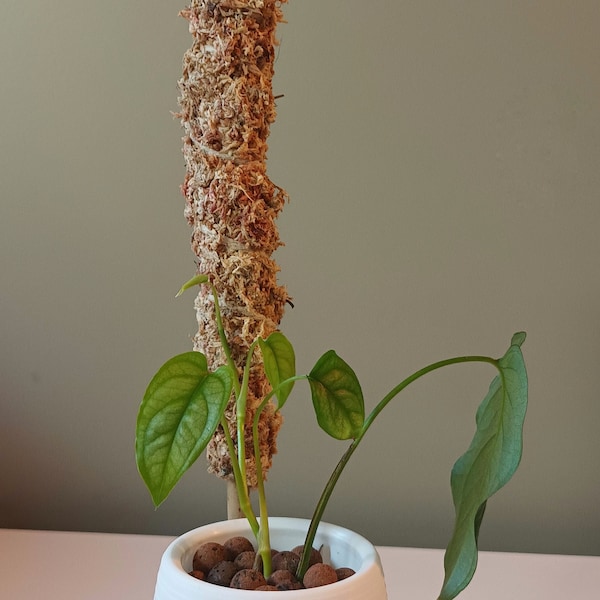 Handmade Bamboo Plant Support With Dried Moss or Coconut Husk(Coir)