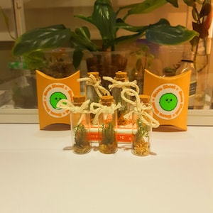 Puede incluir: Cinco pequeños frascos de vidrio con tapas de corcho y cuerda atada alrededor del cuello. Cada frasco contiene una pequeña planta verde y se encuentra sobre una superficie blanca. Los frascos están rodeados por dos etiquetas naranja y blancas que dicen "Moon About a Moss"