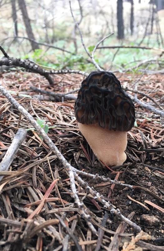 Morilles séchées - Etsy Canada