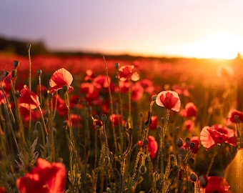 Foto di un campo di papaveri rossi
