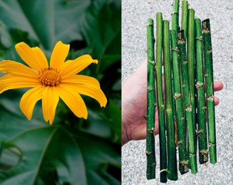 10 Mexican Sunflower Cuttings - 8 Inches - Fresh Harvested Upon Order (Tithonia Diversifolia)