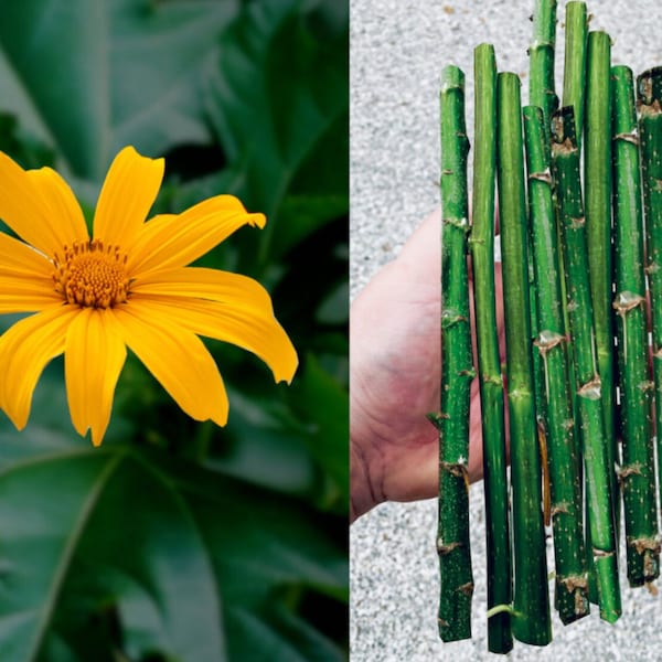 10 Mexican Sunflower Cuttings - 8 Inches - Fresh Harvested Upon Order (Tithonia Diversifolia)