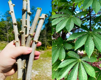 5 Cassava Cuttings ( Manihot ) - 9 Inches - Harvested When Ordered