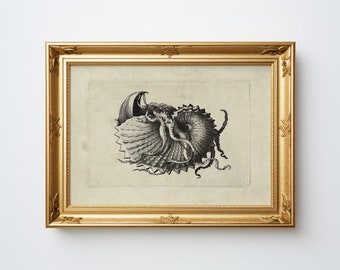 Vintage Argonaut Shell Print in Neutral Tones,Digital Download,Black and White Coastal Sketch Wall Art,Nautical Home Decor,Instant Download