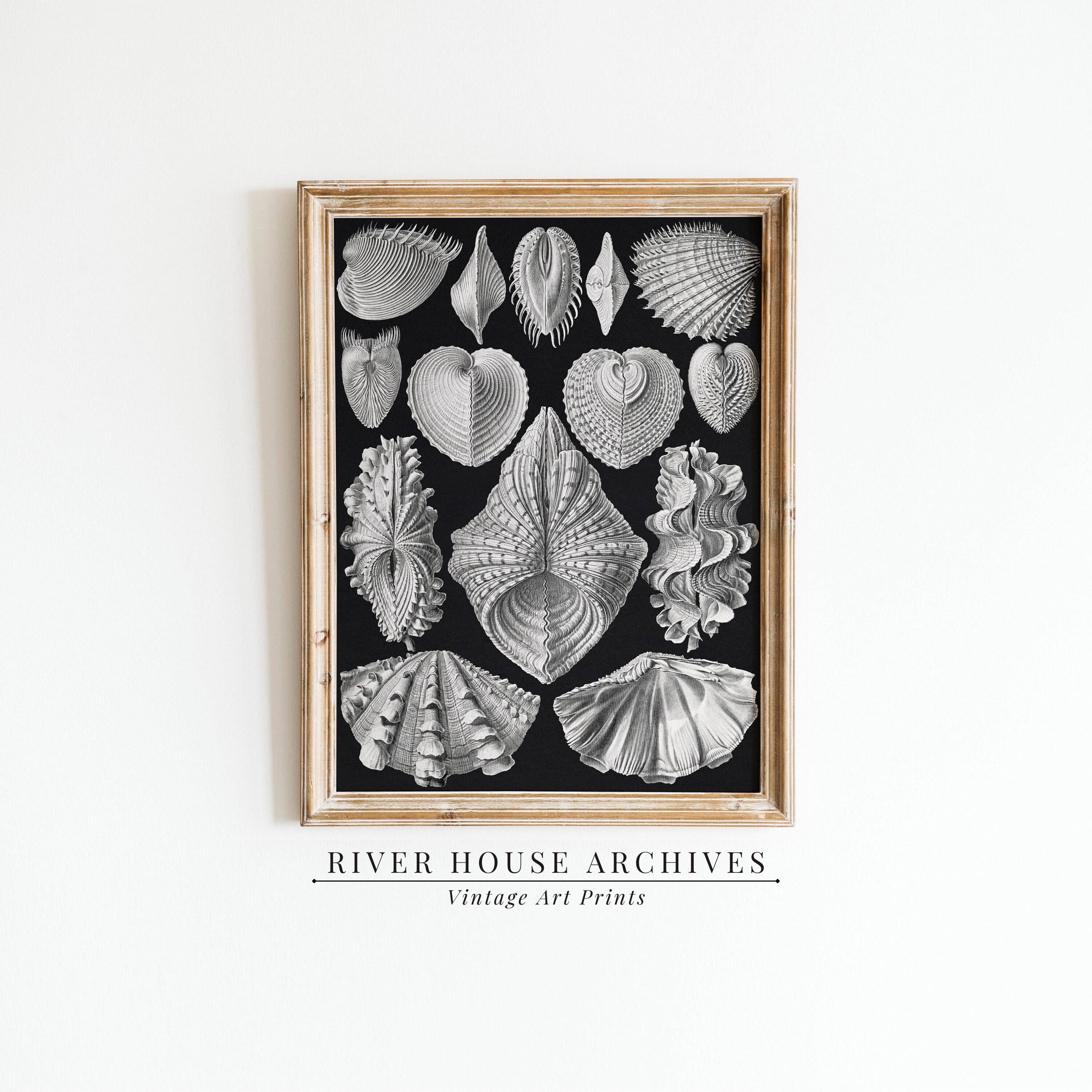 Vintage Seashells Print, Wall Art, Digital Art, Black and White Etching ...