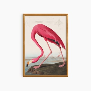 Vintage Pink Flamingo Print, Digital Download, Vintage Bird Print,Retro Animal Print,Vintage Poster Art, Vintage Wall Art,Pink Art Print