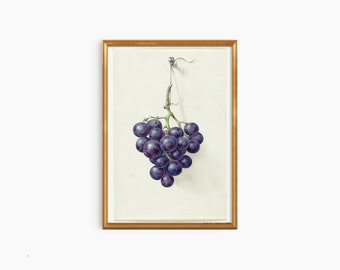 May include: A watercolor painting of a bunch of dark purple grapes hanging from a vine. The grapes are depicted in a realistic style, with subtle variations in color and texture.