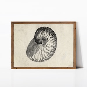 Impresión de concha de nautilus vintage, impresión de granja, impresiones vintage, arte de pared de conchas, impresiones de conchas, impresiones de casas de playa, boceto francés de arte rústico,