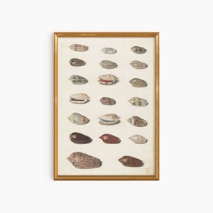 Könnte beinhalten: Ein gerahmter Druck einer Sammlung von Muscheln in verschiedenen Farben und Mustern, darunter Braun, Weiß und Grün. Die Muscheln sind in Reihen auf einem weißen Hintergrund angeordnet.