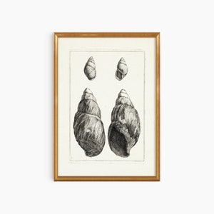 Puede incluir: Una ilustración vintage en blanco y negro de cuatro conchas marinas en un marco dorado.