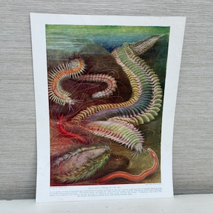 May include: An antique print featuring detailed illustrations of marine worms. The artwork showcases various species with vibrant colors, including red, green, and orange, set against a muted background. The print is on aged paper, adding to its vintage aesthetic.