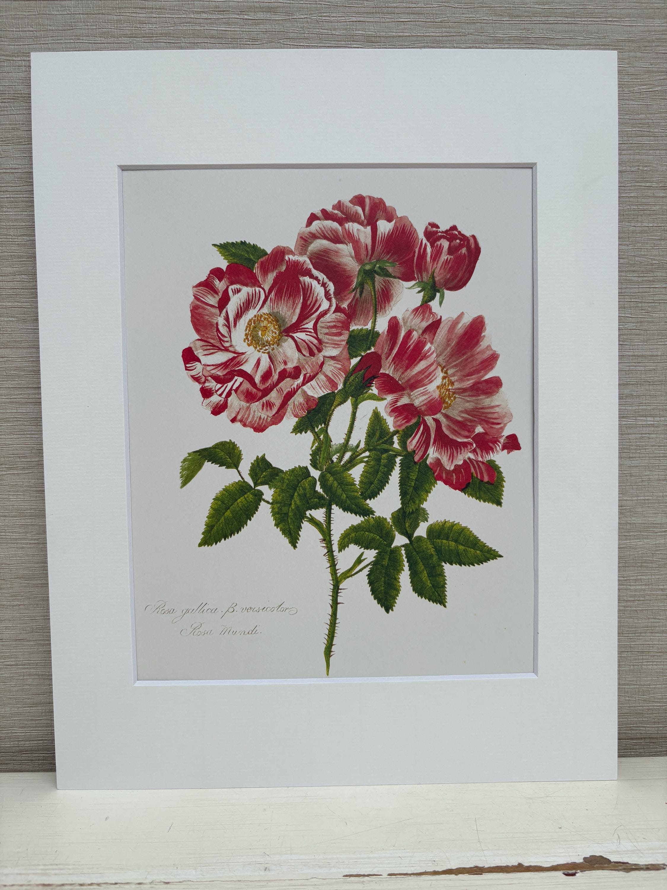 Rosa gallica 植物画 金色フレーム付き RHS Botanical Print 