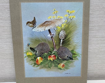 Vintage Print M J Pledger 1976 - Toadstool Hedgehogs Bird