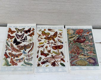 Antique Colour Book Plates x 3 Nature - Fish , Insects , Butterflies - Ephemera Journalling Crafting