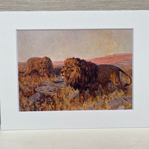 African Lion and Lioness From the Painting by Arthur Wardle 1920s Book Engraving Mounted in Antique White 7 x 9 Inch