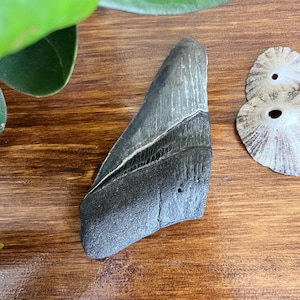 Puede incluir: Un diente de tiburón fosilizado con forma triangular, con una raíz gris oscuro y un esmalte gris claro. El diente tiene una superficie texturizada y se exhibe sobre una superficie de madera, con una hoja verde y una concha.