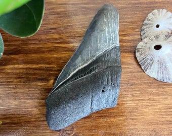 Grande dent de requin mégalodon partielle authentique de 4,5 pouces - Fossiles et spécimens authentiques - Fournitures artisanales océan - Dents de requin à collectionner