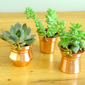 May include: Three small copper pots with decorative brass handles, each containing a different type of succulent plant.