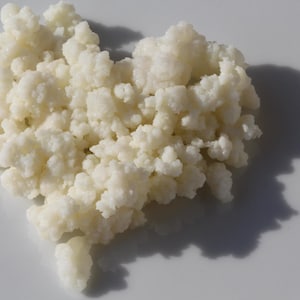 Peut inclure: Un amas de grains de kéfir blancs, semblables à du chou-fleur, disposés en forme de cœur. La texture est bosselée, irrégulière et poreuse, avec un fini mat. Les grains sont densément regroupés, créant une silhouette de cœur organique et arrondie.