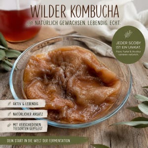 Könnte beinhalten: Nahaufnahme einer Glasschüssel mit einem braunen, gallertartigen SCOBY, der Basis für Kombucha. Das Bild enthält deutschen Text: "WILDER KOMBUCHA" und andere Phrasen, die sich auf die natürlichen und einzigartigen Eigenschaften des Produkts beziehen. Der Hintergrund ist unscharf.