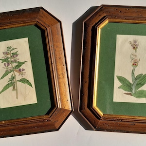 Curtis's Botanical Magazine - 1816 - original lithographs - two mounted and framed ancient English hand-coloured botanical plates
