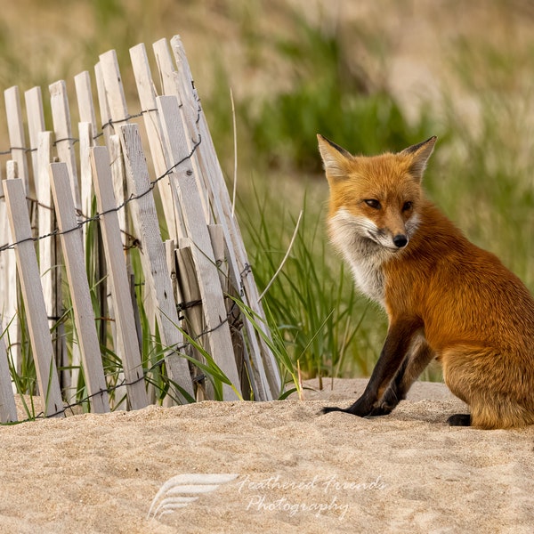 Red Fox on Beach, Wildlife Photography, Animal Photo Print or Canvas, Nature Wall Art, Feathered Friends Photography