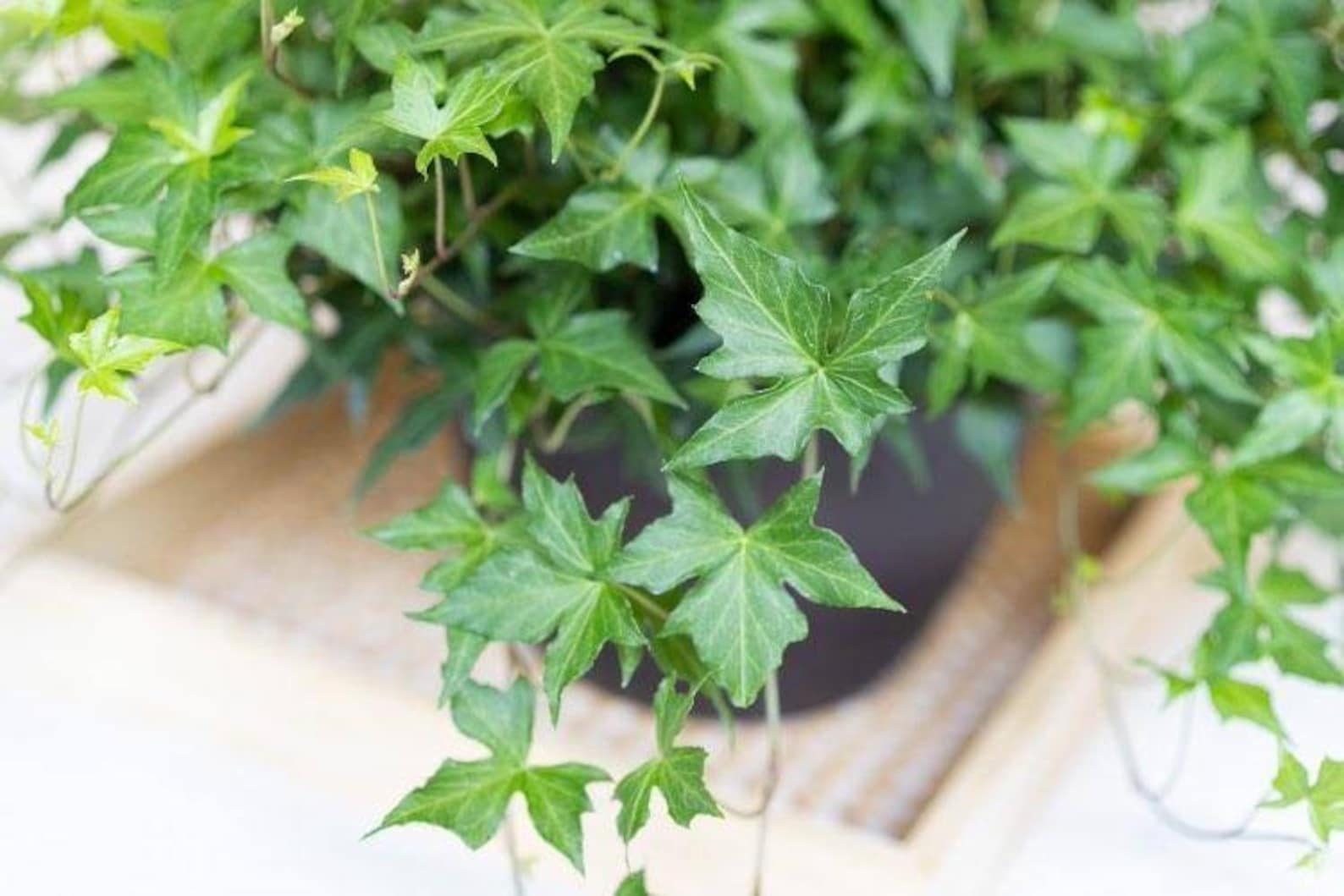 Florida Ivy Climbing Ivy Plant Live Ivy Climbing Plant Etsy