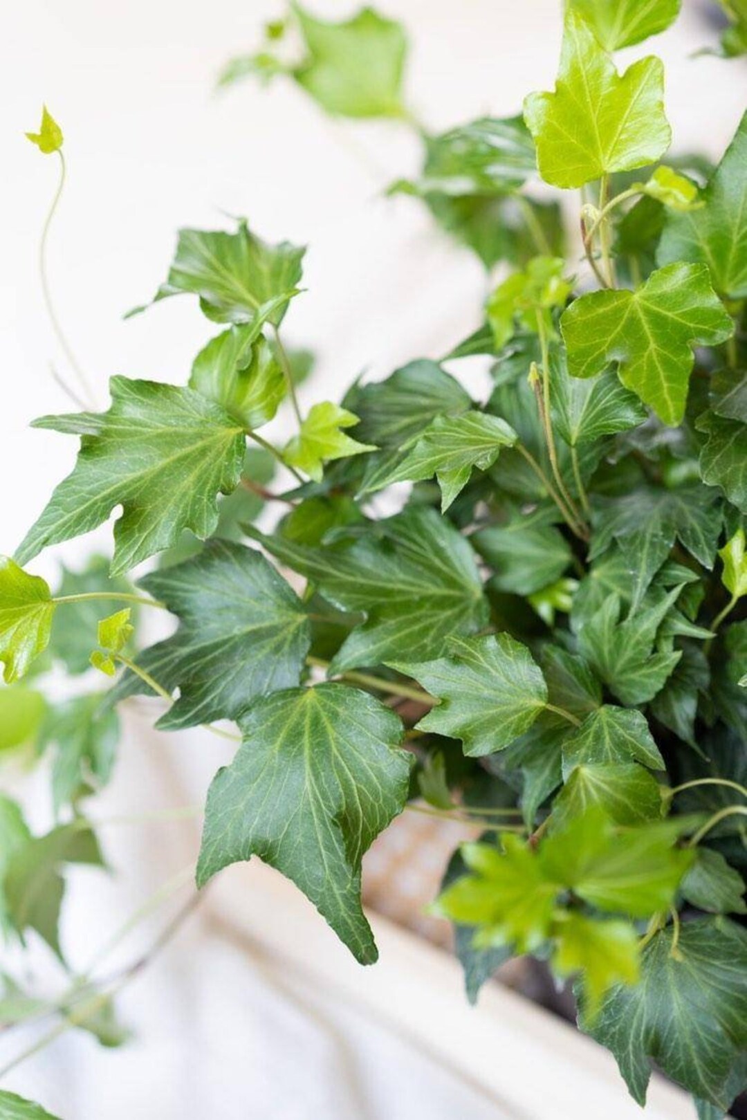 Francis Ivy Climbing Live Ivy Plant Live Plant Hedera Helix Etsy