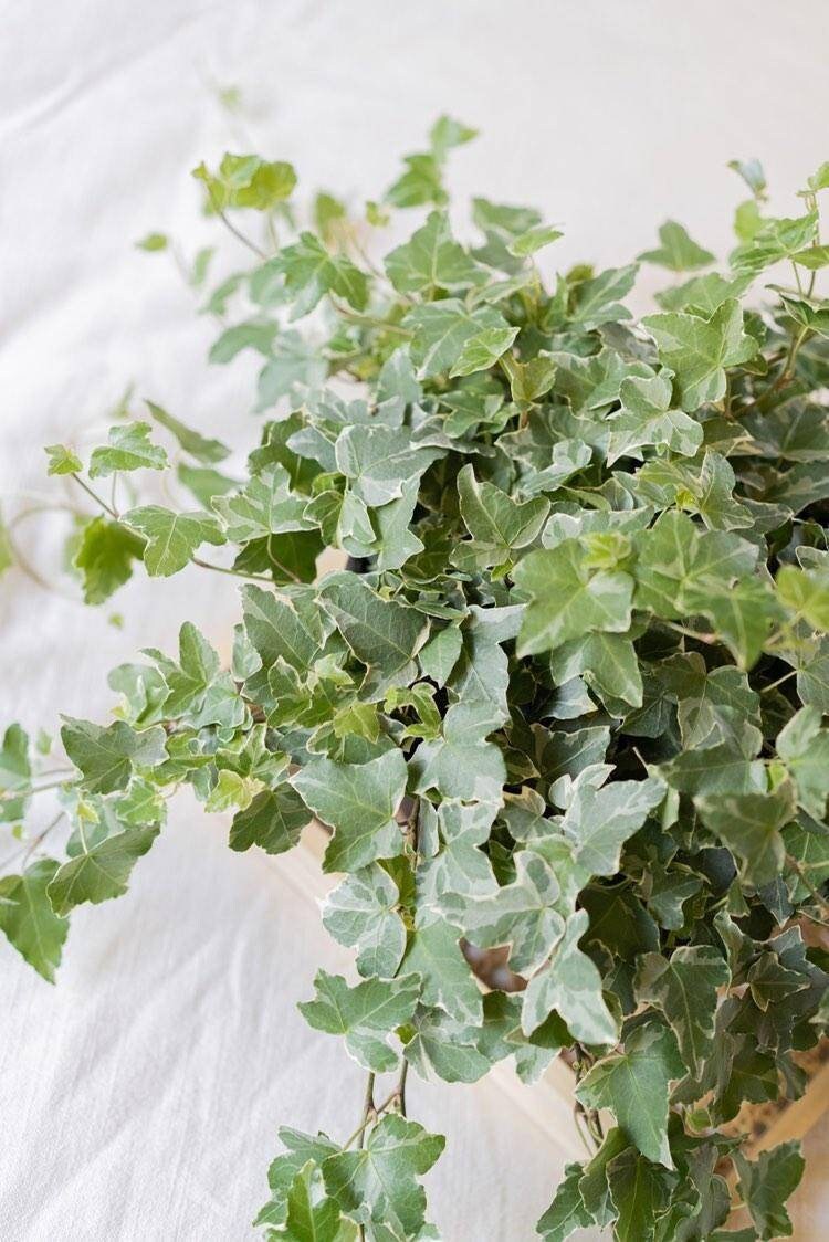 Jubilee Ivy, Variegated Climbing Ivy Plant, Live Ivy Variegated, Etsy