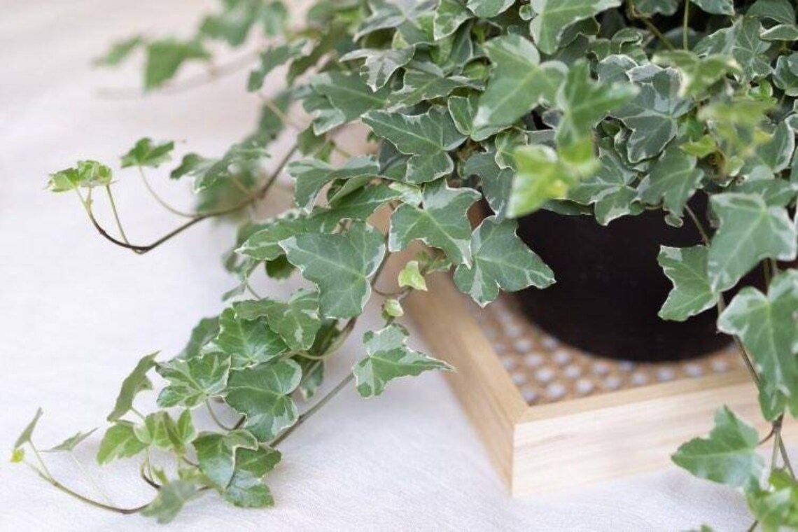 Jubilee Ivy, Variegated Climbing Ivy Plant, Live Ivy Variegated, Etsy