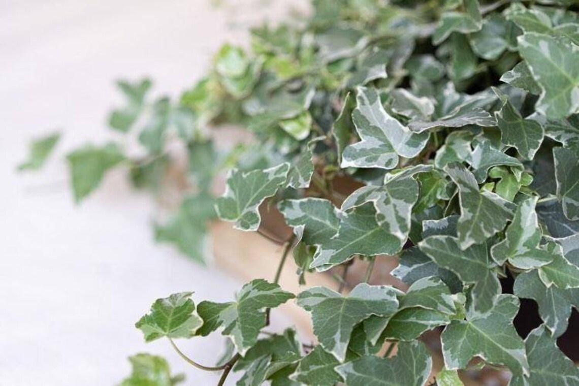 Jubilee Ivy, Variegated Climbing Ivy Plant, Live Ivy Variegated, Etsy