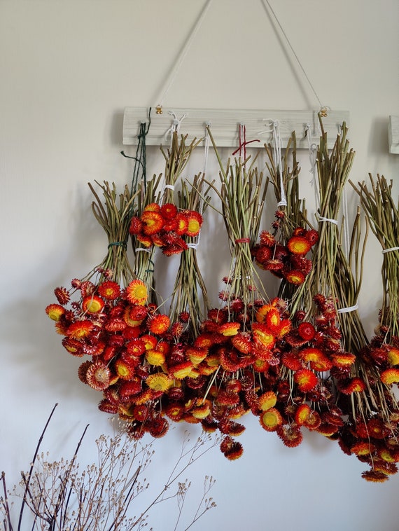 Homegrown Red Dried Helichrysum Flowers - 5, 10 or 20 Stems