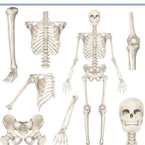 Watercolour Anatomy Illustrated Vectors (Use On Canva!) - Osteopathy, Chiropractic, Physio Social Media Asset