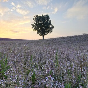 The lonly tree - Provence, France - Landscape Fine Art Photography Wall Decor - Unframed Print