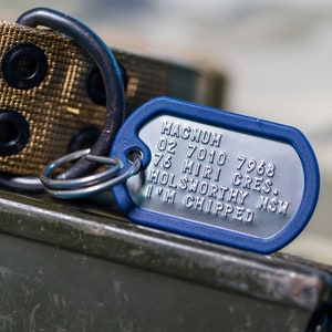 May include: A blue metal dog tag with the text "HAGNUM 02 7010 7968 76 HIRI CRES. HOLSWORTHY NSW I'M CHIPPED" engraved on it.