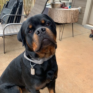 K&ouml;nnte beinhalten: Ein schwarz-brauner Rottweiler sitzt auf einer Betonterrasse. Der Hund tr&auml;gt ein graues Halsband mit einem silbernen Anh&auml;nger. Der Hund schaut direkt in die Kamera.