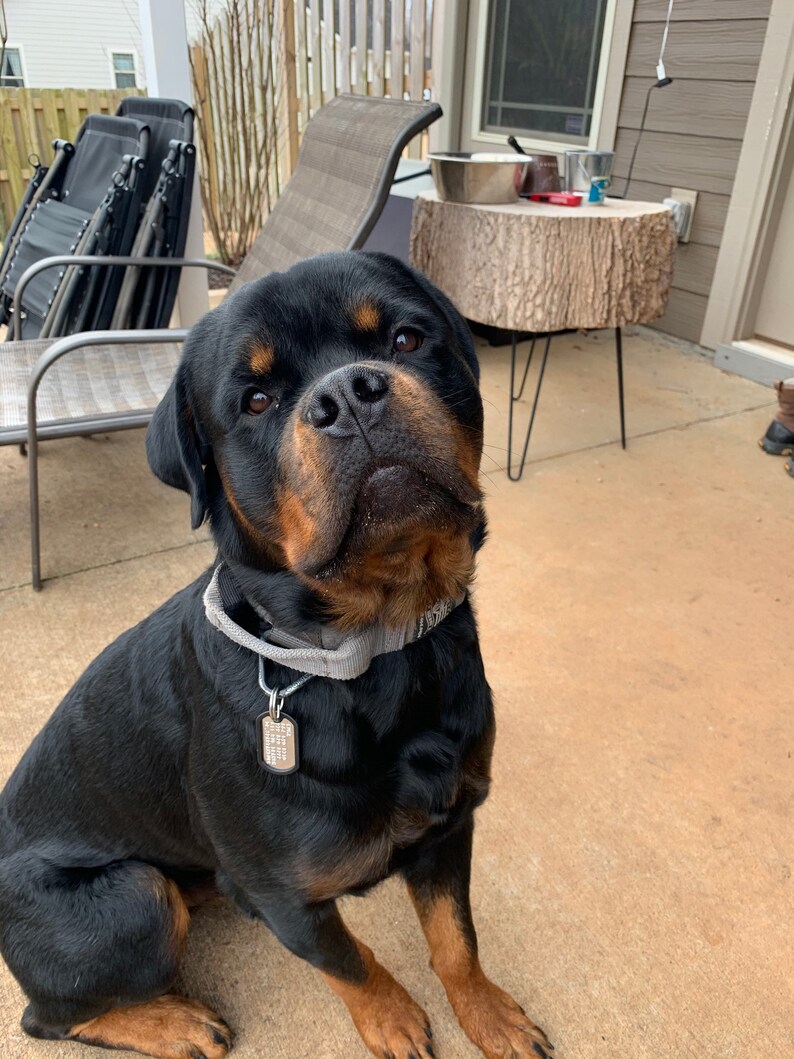 K&ouml;nnte beinhalten: Ein schwarz-brauner Rottweiler sitzt auf einer Betonterrasse. Der Hund tr&auml;gt ein graues Halsband mit einem silbernen Anh&auml;nger. Der Hund schaut direkt in die Kamera.