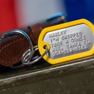 May include: Yellow dog tag with the text "MARLEY I'M CHIPPED 7801 N GOMEZ AVE. TAMPA FL 904-114-8162" on a brown leather dog collar.