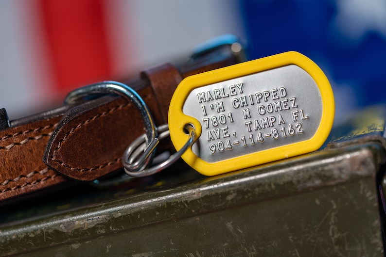 May include: Yellow dog tag with the text "MARLEY I'M CHIPPED 7801 N GOMEZ AVE. TAMPA FL 904-114-8162" on a brown leather dog collar.