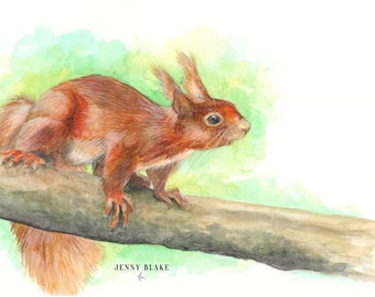 The Inquisitive Squirrel - Watercolour Fine Art Print