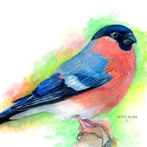 Bullfinch - Watercolour Fine Art Print