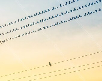 Birds on a wire silhouette (Digital Download) Home Decor, Wall Art