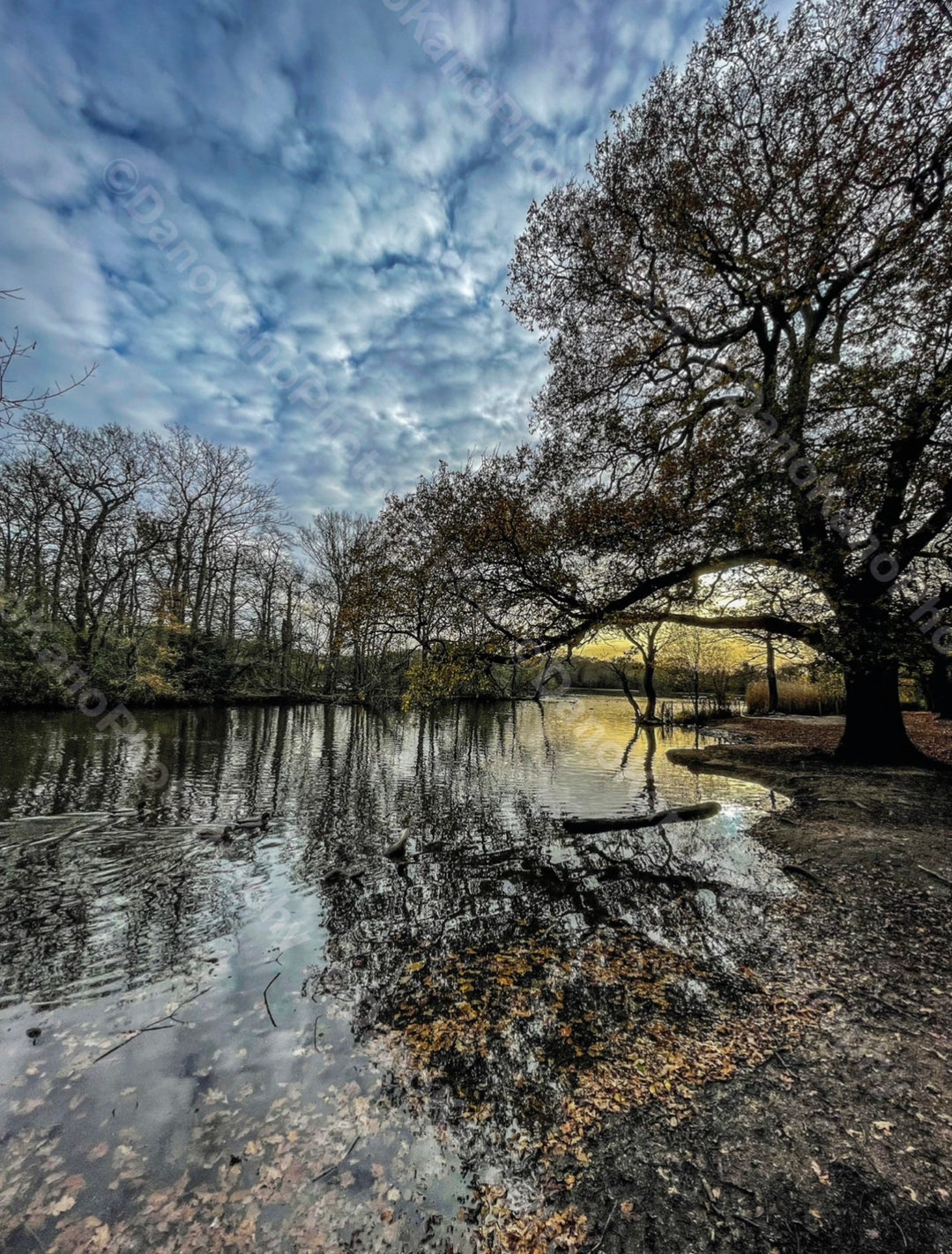 Connaught Water, Epping Forest digital Download Forest Photography