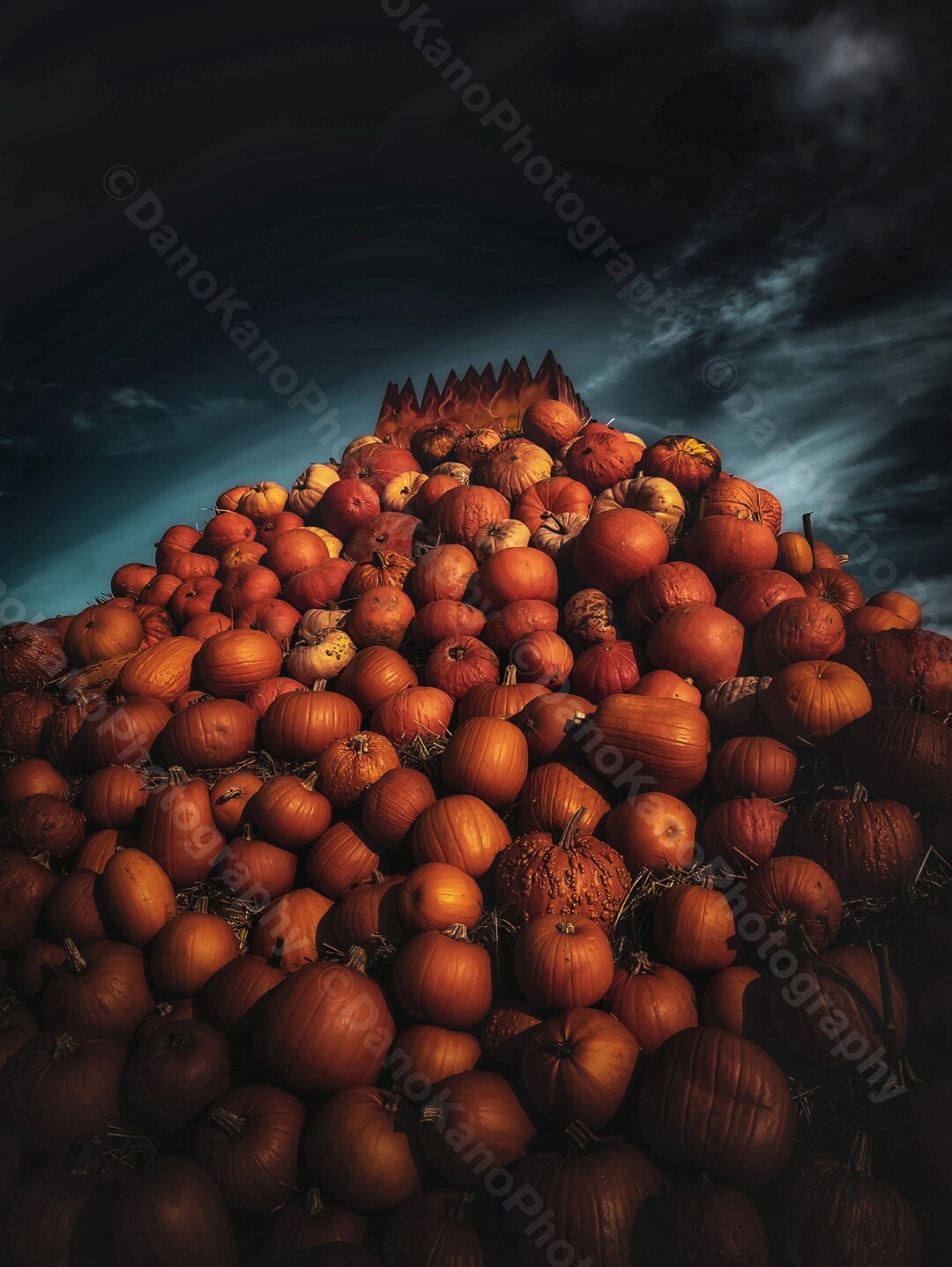 The Pumpkin Patch Cammas Hall Farm Essex Hertfordshire. Etsy