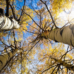 Printable Wall Art | Digital Download | Landscape Print | Photography Prints | Aspen Tree Print | Downloadable Prints | Digital Print