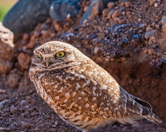 Owl Decor | Printable Wall Art | Digital Print | bird Print | Bird Wall Art | Owl Art | Owl Print | Owl Decor | Burrowing Owl | Downloads