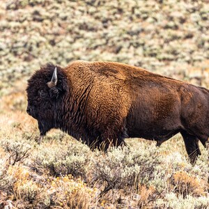 Buffalo afdrukken | Bizon afdrukken | Buffalo kunst aan de muur | Afdrukbare kunst aan de muur | Afdrukbare kunst | Natuurfotografie | Dieren in het wild wordt afgedrukt | Natuur afdrukken