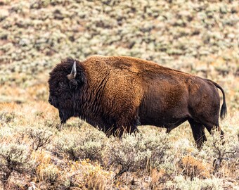 Buffalo Print | Bison Print | Buffalo Wall Art | Printable Wall Art | Printable Art | Wildlife Photography | Wildlife Prints | Nature Prints