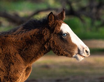 Fotografía de caballos / Fotografía de caballos salvajes / Impresión de caballos / Descarga instantánea / Decoración del hogar / Decoración de pared / Fotografía de vida silvestre, Arte de pared de caballos